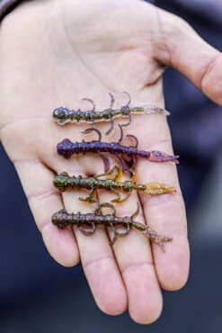 Quantum 4Street B-Ass Creature 6,3cm (7pcs) -Daiwa Verkaufsgeschäft 22 3580002r 3