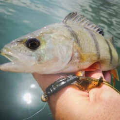 Perch Professor Fapping Craw 5,5cm (6pcs) 9 Perch Professor Fapping Craw 5,5cm (6pcs) -Daiwa Verkaufsgeschäft FC556P Or 5