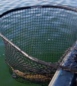 Drifter Tackle Predator Net 48 Black Handle -Daiwa Verkaufsgeschäft PR40XXL BKr 5