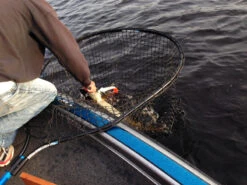 Drifter Tackle Predator Net 48 Black Handle -Daiwa Verkaufsgeschäft PR40XXL BKr 6